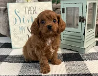 Komet, a male Cavalier King Charles Spaniel and Poodle - Toy  for sale in Shipshewana, IN – 2 of 6