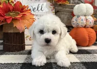 Denim, a male Bichon Frise for sale in Shipshewana, IN – 4 of 6