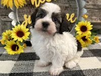 Remington, a male Havanese for sale in Shipshewana, IN – 4 of 6