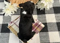 Osborn, a male Boston Terrier for sale in Shipshewana, IN – 5 of 7