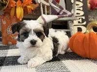 Rawlings, a male Havanese for sale in Shipshewana, IN – 2 of 6
