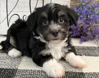 Rio, a male Havanese for sale in Shipshewana, IN – 3 of 6