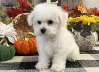 Sully, a male Bichon Frise for sale in Shipshewana, IN – 3 of 6