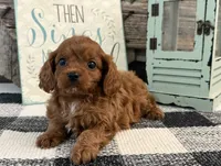 Komet, a male Cavalier King Charles Spaniel and Poodle - Toy  for sale in Shipshewana, IN – 4 of 6