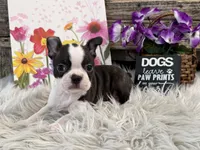Cece, a female Boston Terrier for sale in Shipshewana, IN – Photo 4 of 6
