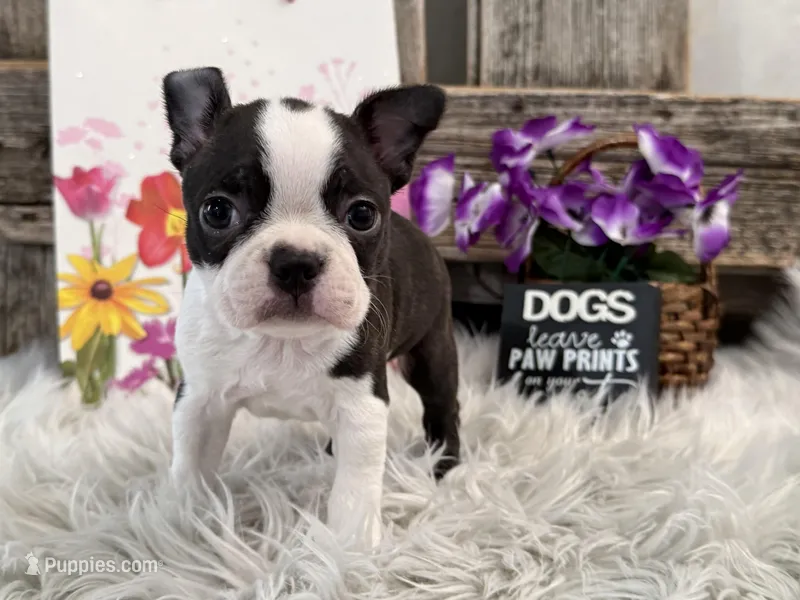 Cece – Boston Terrier puppy for sale in Shipshewana, IN
