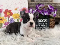 Cece, a female Boston Terrier for sale in Shipshewana, IN – Photo 3 of 6