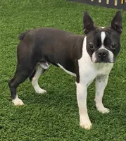 Cece, a female Boston Terrier for sale in Shipshewana, IN – Photo 5 of 6