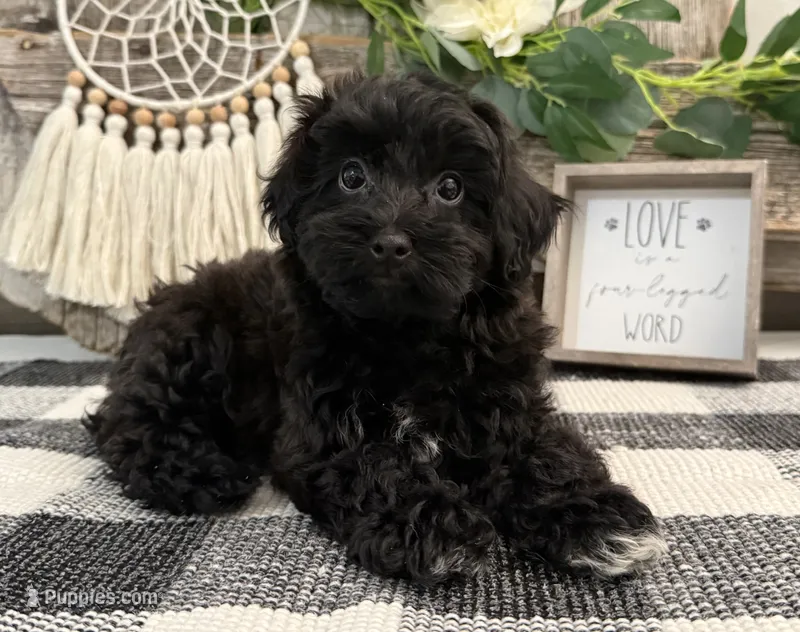 Bryce – Havanese, Poodle - Miniature  puppy for sale in Shipshewana, IN