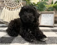 Bryce, a male Havanese and Poodle - Miniature  for sale in Shipshewana, IN – 1 of 6