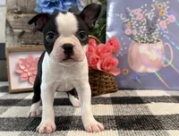 Arabella, a female Boston Terrier for sale in Shipshewana, IN – 1 of 6