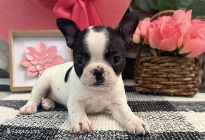 Oxana – Boston Terrier puppy for sale in Shipshewana, IN