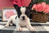 Oxana, a female Boston Terrier for sale in Shipshewana, IN – 1 of 7