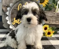 Remington, a male Havanese for sale in Shipshewana, IN – 2 of 7