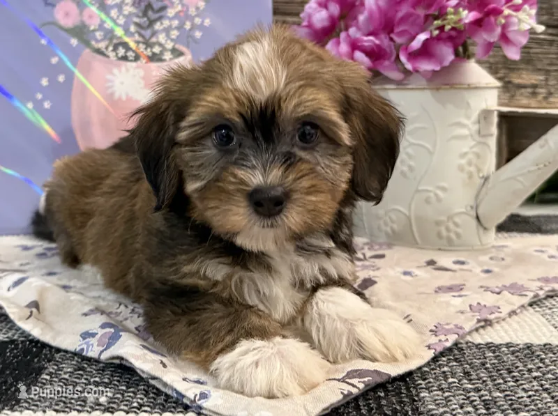 Felicity – Havanese puppy for sale in Shipshewana, IN