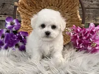 Frances, a female Bichon Frise for sale in Shipshewana, IN – Photo 4 of 6