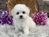 Frances, a female Bichon Frise for sale in Shipshewana, IN – Photo 3 of 6