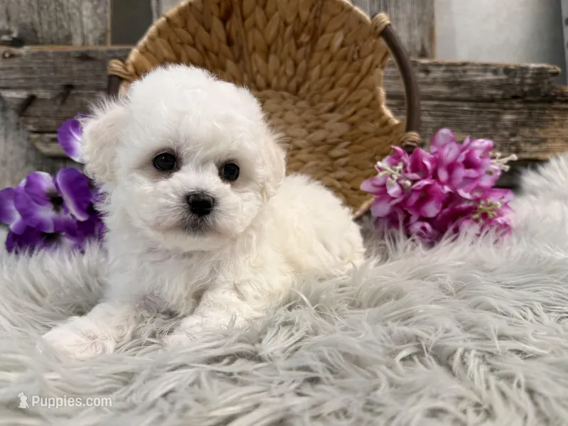 Frances – Bichon Frise puppy for sale in Shipshewana, IN