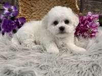 Frances, a female Bichon Frise for sale in Shipshewana, IN – Photo 2 of 6