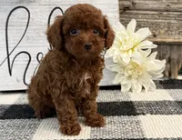 Bailey, a male Poodle - Toy  for sale in Shipshewana, IN – 2 of 6