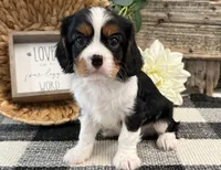 Miles, a male Cavalier King Charles Spaniel for sale in Shipshewana, IN – 1 of 6