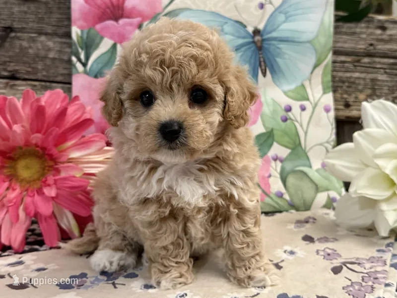 England – Bichon Frise, Poodle - Toy  puppy for sale in Shipshewana, IN
