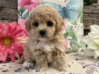 England, a female Bichon Frise and Poodle - Toy  for sale in Shipshewana, IN – 1 of 6