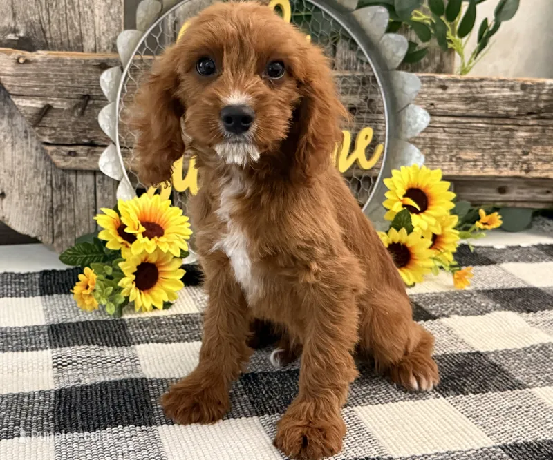 Neiman – Cavalier King Charles Spaniel, Poodle - Miniature  puppy for sale in Shipshewana, IN