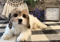 Denim, a male Bichon Frise and Cavalier King Charles Spaniel for sale in Shipshewana, IN – 2 of 6