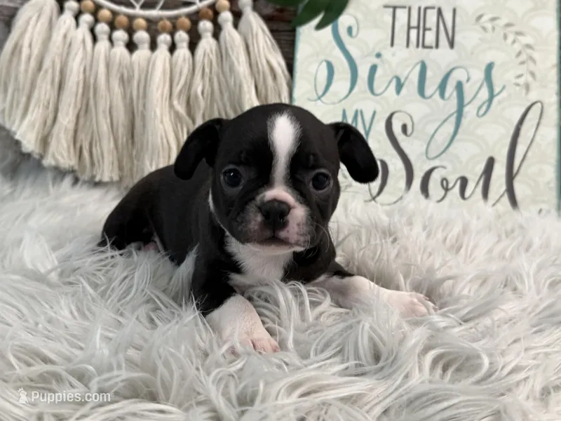 Jessi – Boston Terrier puppy for sale in Shipshewana, IN