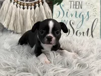 Jessi, a female Boston Terrier for sale in Shipshewana, IN – Photo 1 of 6