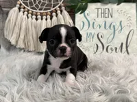 Jessi, a female Boston Terrier for sale in Shipshewana, IN – Photo 3 of 6
