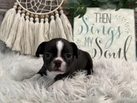Jessi, a female Boston Terrier for sale in Shipshewana, IN – Photo 2 of 6
