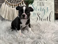 Jessi, a female Boston Terrier for sale in Shipshewana, IN – Photo 4 of 6