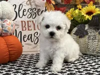 Sully, a male Bichon Frise for sale in Shipshewana, IN – 4 of 6