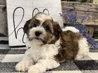 Flint, a male Havanese for sale in Shipshewana, IN – 3 of 6