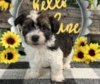 Howell, a male Havanese for sale in Shipshewana, IN – 3 of 6