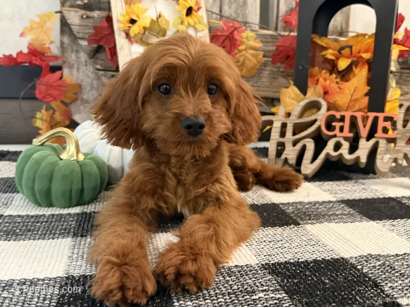 Kullin – Cavalier King Charles Spaniel, Poodle - Toy  puppy for sale in Shipshewana, IN