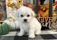Delia, a female Bichon Frise for sale in Shipshewana, IN – 3 of 6