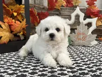Sentinel, a male Bichon Frise for sale in Shipshewana, IN – 3 of 6