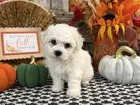 Soprano, a female Bichon Frise for sale in Shipshewana, IN – 4 of 6