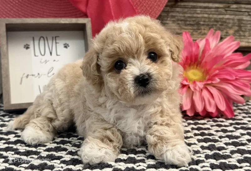 Emerald – Bichon Frise, Poodle - Toy  puppy for sale in Shipshewana, IN
