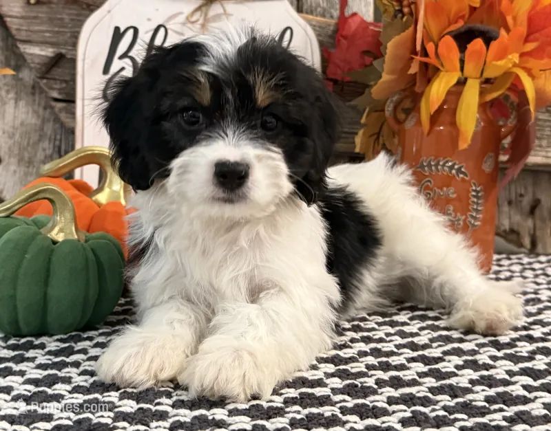 Newton – Bichon Frise, Cavalier King Charles Spaniel puppy for sale in Shipshewana, IN