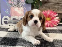 Morgan, a female Cavalier King Charles Spaniel for sale in Shipshewana, IN – 4 of 6