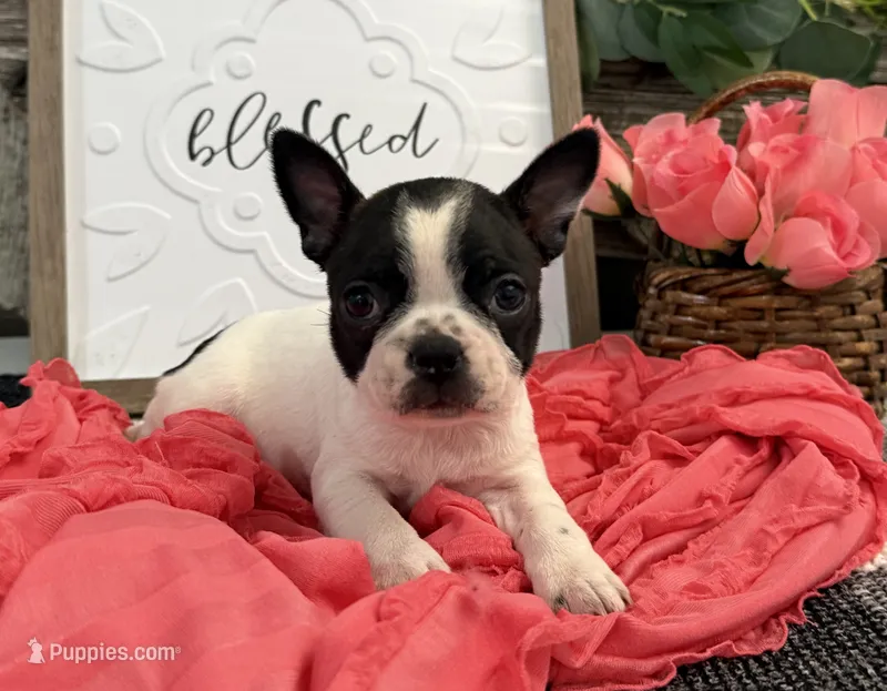 Olive – Boston Terrier puppy for sale in Shipshewana, IN