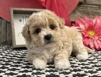 Emerald, a female Bichon Frise and Poodle - Toy  for sale in Shipshewana, IN – 4 of 6