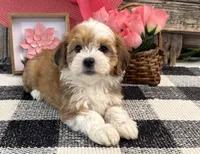 Farrah, a female Havanese for sale in Shipshewana, IN – 2 of 6
