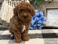 Buckley, a male Poodle - Toy  for sale in Shipshewana, IN – 4 of 6