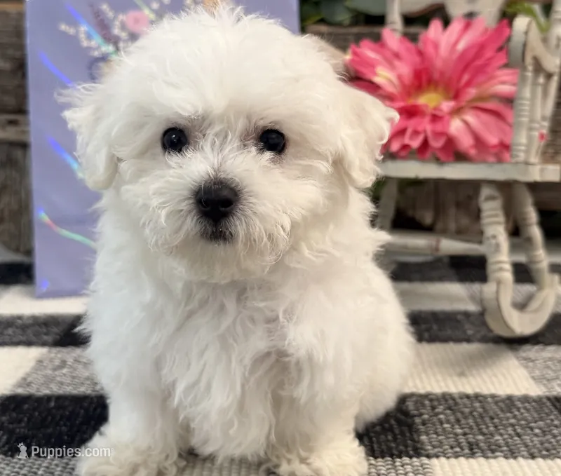 Twila – Bichon Frise puppy for sale in Shipshewana, IN