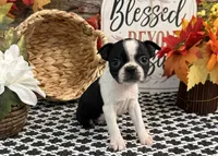 Precious, a female Boston Terrier for sale in Shipshewana, IN – 3 of 6
